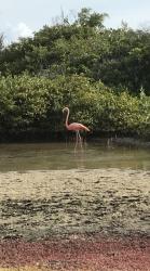 Flamingo: Onderweg zien we veel Flamingo`s